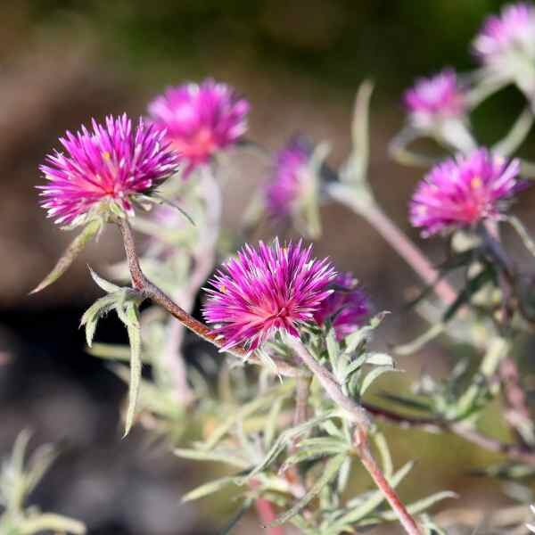 pink-billy-buttons-seeds pink-billy-buttons-seeds
