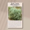wild-rosemary-front