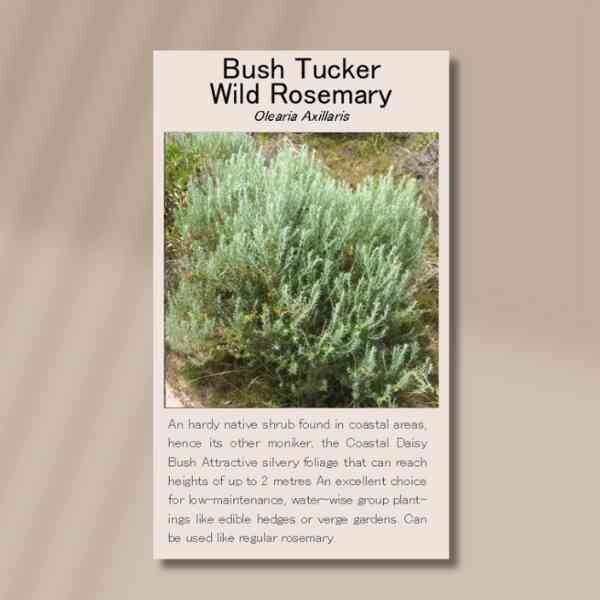 wild-rosemary-front wild-rosemary-front