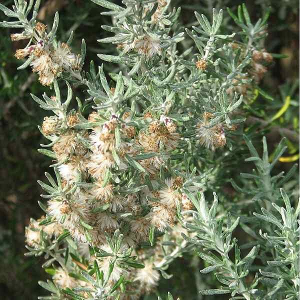 wild-rosemary-seed-3 wild-rosemary-seed-3