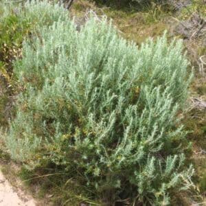 Wild Rosemary