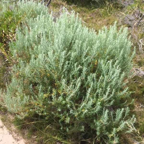 wild-rosemary-seed wild-rosemary-seed