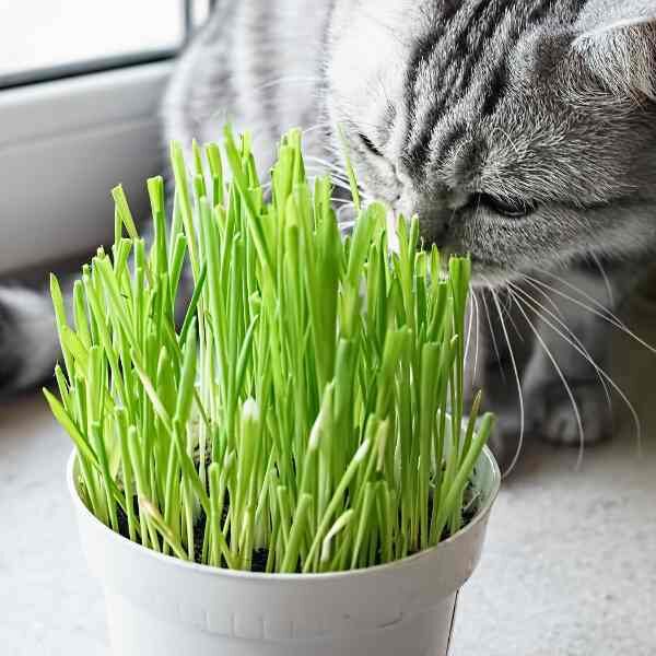 cat-grass-seeds-2 cat-grass-seeds-2