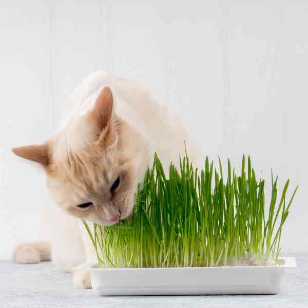 cat grass seeds
