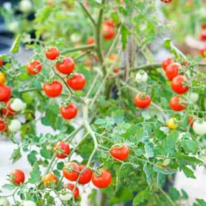 Wild Tomato