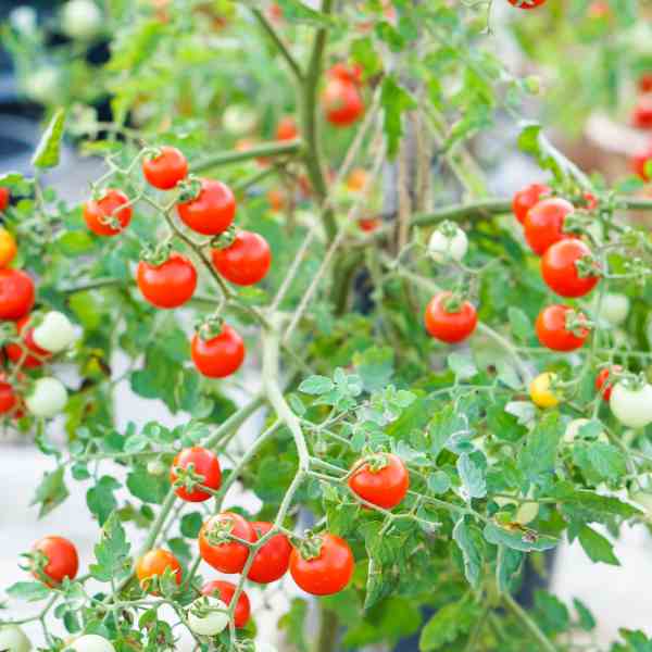 Tomato Pimpinellifolium, The Wild One