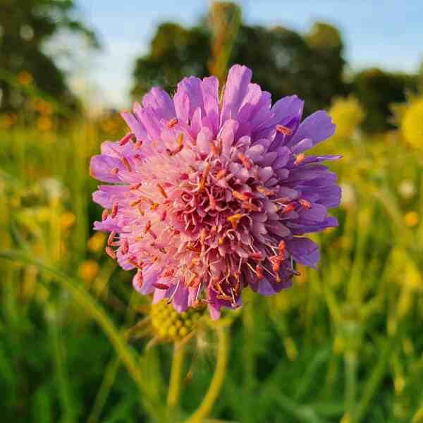 zinnia-cupcake-seeds-1 single zinnia cupcake mix flower