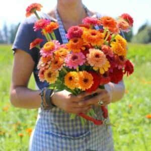 Zinnia