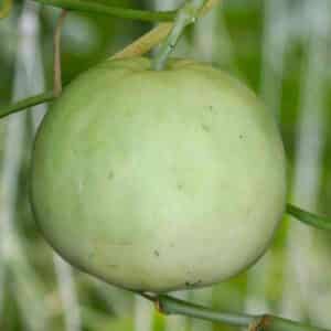 melon-sweet-sakata-seeds=2
