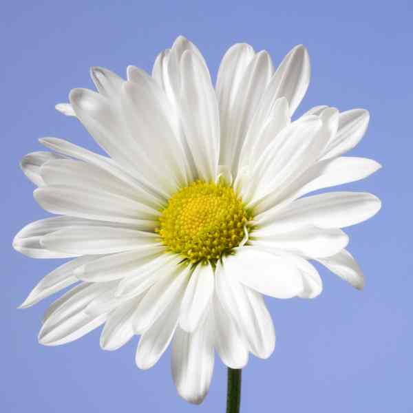 Growing Chrysanthemums: A Gardener’s Guide from the Ground Up