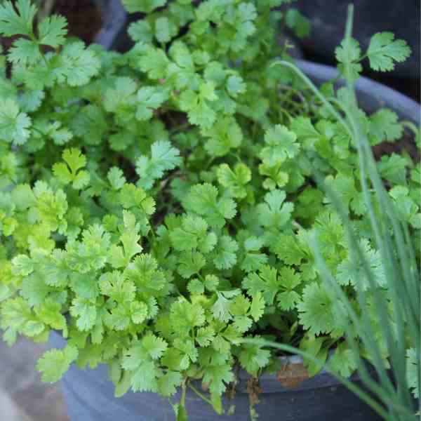 How to Grow Coriander
