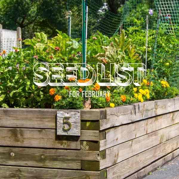 What Seeds To Plant In February