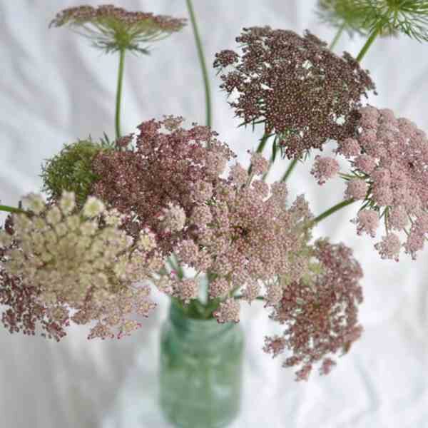 chocolate-lace-flower-seeds-1 chocolate-lace-flower-seeds-1