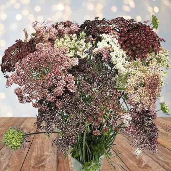 chocolate-lace-flower-seeds-3 chocolate-lace-flower-seeds-3