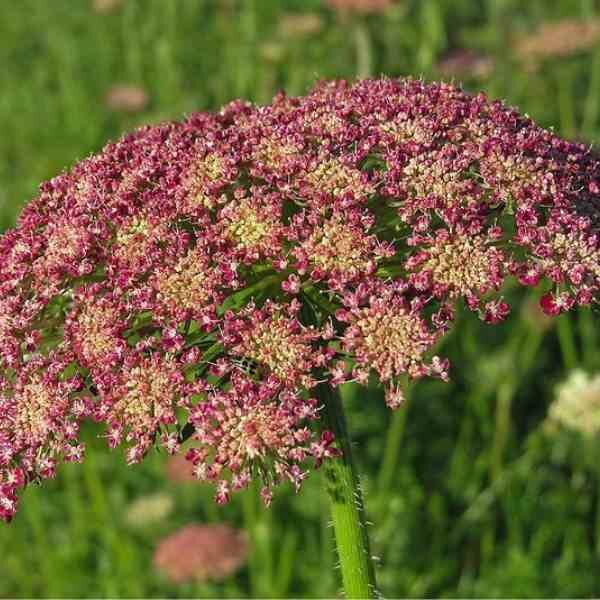 chocolate-lace-flower-seeds-5 chocolate-lace-flower-seeds-5