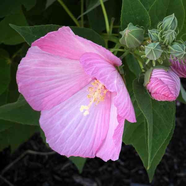 rosemallow-mix-seeds-1 rosemallow-mix-seeds-1