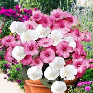 Rose Mallow Pink And White Mix