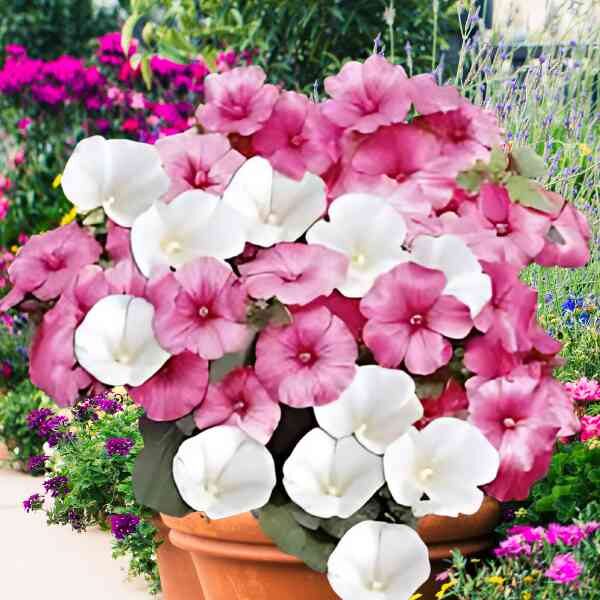 rosemallow-mix-seeds-2 rosemallow-mix-seeds-2
