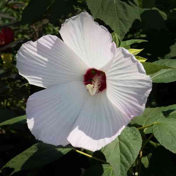 rosemallow-mix-seeds rosemallow-mix-seeds