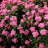 ageratum-pink-ball-seeds