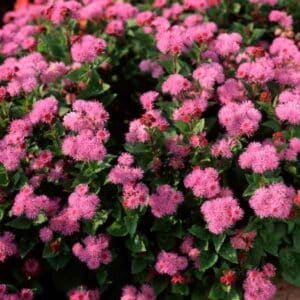 ageratum-pink-ball-seeds