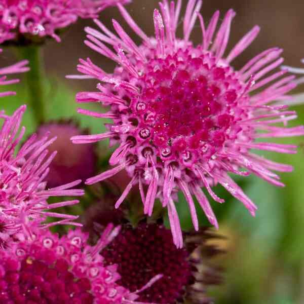ageratum-pink-ball-seeds=1