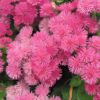 ageratum-pink-ball-seeds=2 (1)