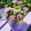 ageratum-pink-ball-seeds=2