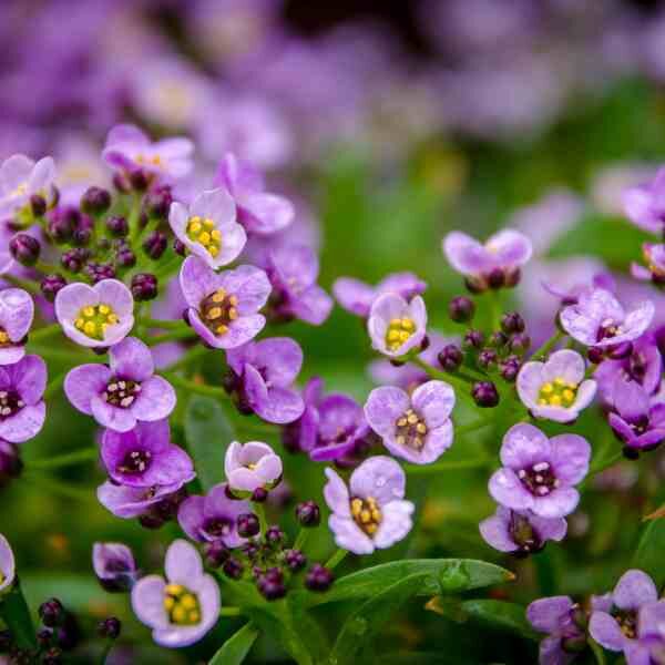 alyssum-royal-carpet-seeds-1 alyssum-royal-carpet-seeds-1