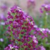 alyssum-royal-carpet-seeds-2