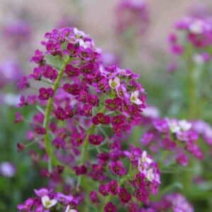 alyssum-royal-carpet-seeds-2