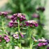 alyssum-royal-carpet-seeds-3