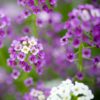 alyssum-royal-carpet-seeds-4