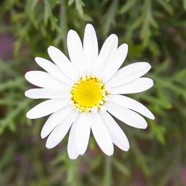 brachyscome-white-splendour-seeds-2 brachyscome-white-splendour-seeds-2