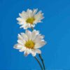 brachyscome-white-splendour-seeds-3