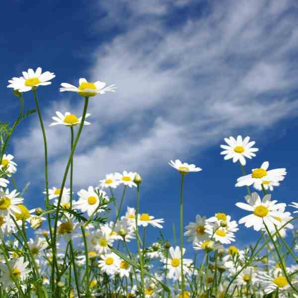 brachyscome-white-splendour-seeds-4 brachyscome-white-splendour-seeds-4