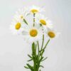 brachyscome-white-splendour-seeds-5