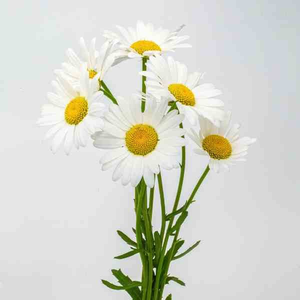 brachyscome-white-splendour-seeds-5 brachyscome-white-splendour-seeds-5