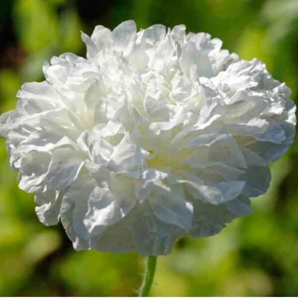 poppy-doubl-cream-seeds-1 poppy-doubl-cream-seeds-1