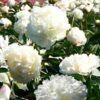 poppy-doubl-cream-seeds-3