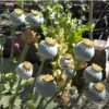 poppy-doubl-cream-seeds-7