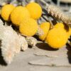 billy-buttons-seeds-2