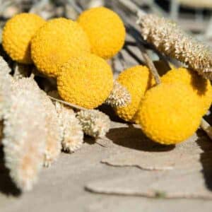 billy-buttons-seeds-2