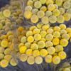 billy-buttons-seeds-3