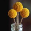 billy-buttons-seeds-4