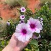 desert-yam-seeds-2