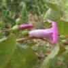 desert-yam-seeds-3