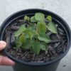 desert-yam-seeds-4 (1)