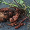 desert-yam-seeds-4