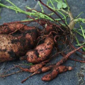Desert Yam